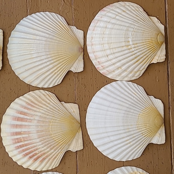 Medium Scalloped Clam Shells - Picture 9 of 11